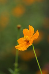 orange cosmos flower