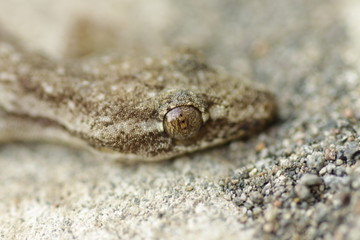close up of a lizzard