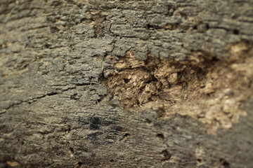 Close up wood texture