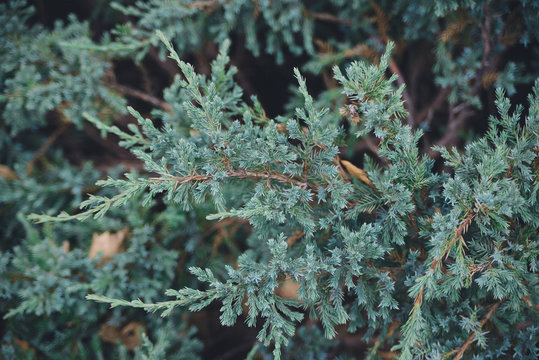 blue juniper branches background, closeup horizontal stock photo image