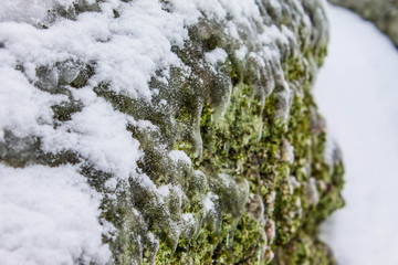Frozen Green Moss