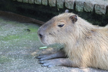 かわいいカピパラ