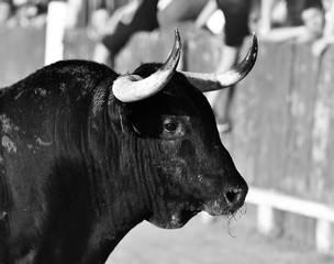 toro bravo español en plaza de toros