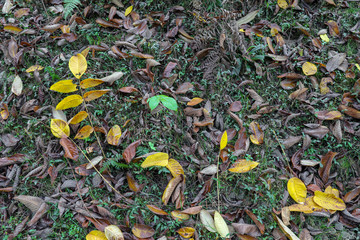 Georgia. Mountains and rivers of wildlife. The beauty and wealth of Georgia is forests and rivers.