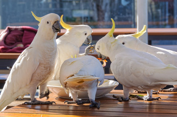 Sulphur-crested cockatoos enjoy a nice meal - Lorne, Victoria, Australia