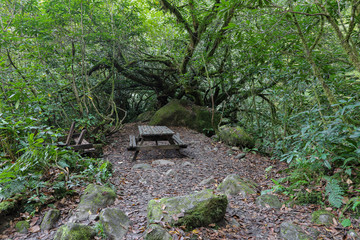 Georgia. Mountains and rivers of wildlife. The beauty and wealth of Georgia is forests and rivers.