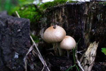 two white poisonous mushrooms grow on an old stump in autumn
