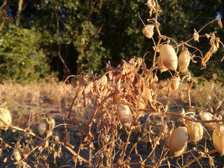 Chickpeas grow. Agricultural field seeded. Brown plant in the foreground. Agricultural industry in the center of the Iberian Peninsula. Legume ripening under the sun of Spain.