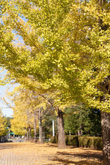 秩父ミューズパークの紅葉