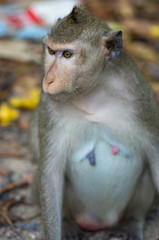 Picture of a rhesus monkey - focus on the face