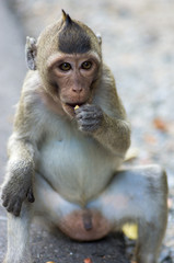 Picture of a rhesus monkey sitting and eating - focus on the face