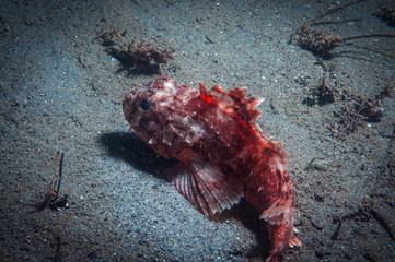 A poisonous California scorpion fish resting on the ocean floor