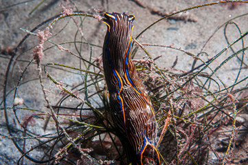 The navanax is a nudibranch the preys on other nudibranchs for food