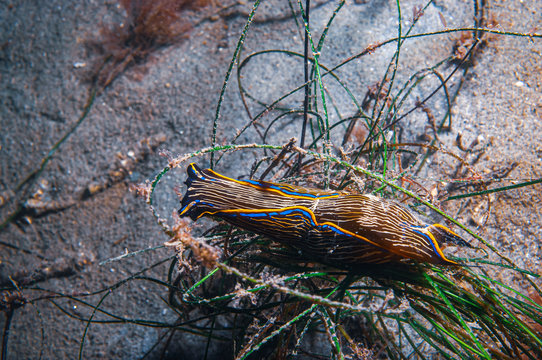 The navanax is a nudibranch the preys on other nudibranchs for food