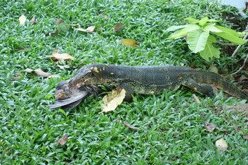 ルンピニ公園のトカゲの食事