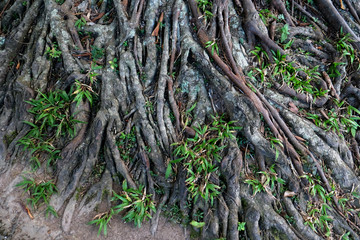 Big tree root. Expanded deep roots.
