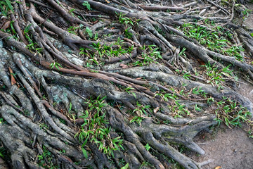 Big tree root. Expanded deep roots.