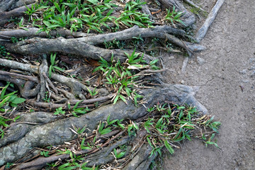 Big tree root. Expanded deep roots.