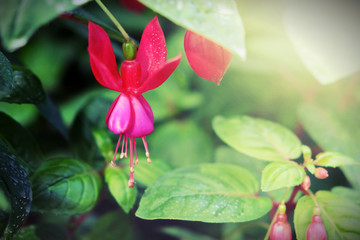 Beautiful flower nature background. blooming in the garden