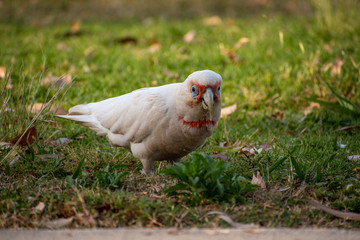 Corella