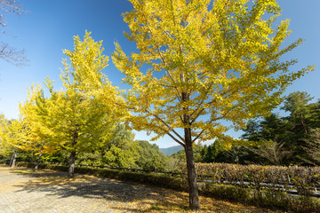 Naklejka premium 秩父ミューズパークの紅葉