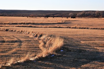 Landscape on the plains of Colorado