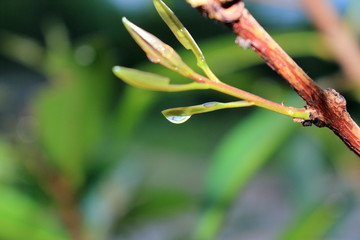 dragonfly on branch