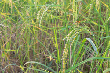 Rice in the field near the harvest time