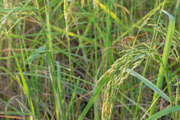 Rice in the field near the harvest time