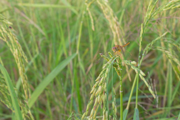 Rice in the field near the harvest time