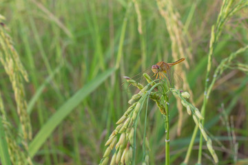 Rice in the field near the harvest time