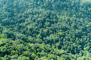 Top view of a large forest in Brazil. Texture of various trees.