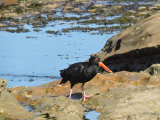 Sooty oystercatcher with mollusc in its beak