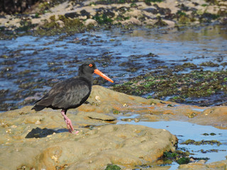 Sooty oystercatcher on rock platform