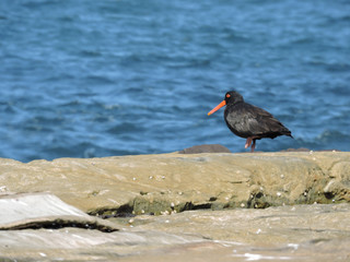 Sooty oystercatcher on rock with water background