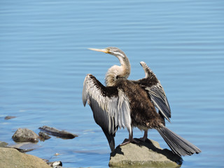 Australasian Darter perched on rock drying its wings