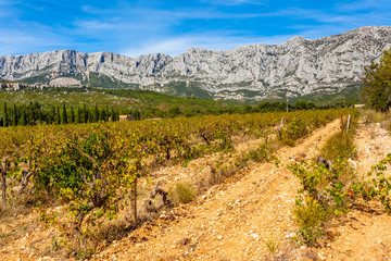 Vignes provençales au pied de la montagne Sainte Victoire 