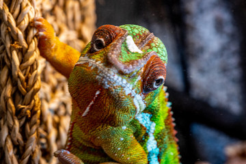 Panther Chameleon on closeup on a jungle vine