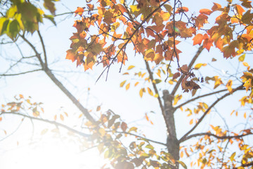 Obraz premium 秋の空と紅葉