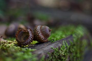 Ray Harrold Nature Park