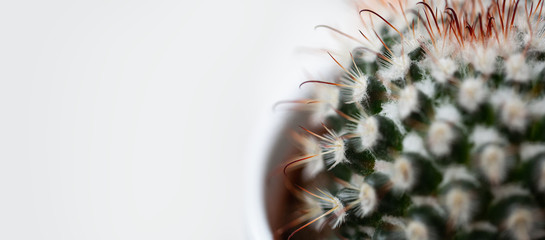 Extreme close up from a Cactus Plant