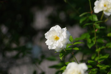 白い薔薇の花