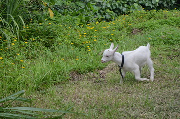 Obraz premium やぎ２