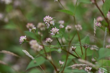 Polygonum thunbergii flowers / Polygonum thunbergii grows on fertile watersides and blooms many pink flowers in autumn.