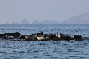 Spotted seals (largha seal, Phoca largha) sanctuary on rocks. Background of blurred islands on the horizon. Seal sanctuary. Calm blue sea, wild marine mammals in natural habitat.