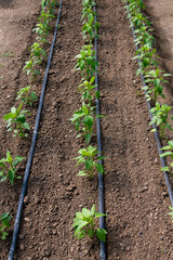 Close up of organic pepper plants and drip irrigation system in a greenhouse - selective focus