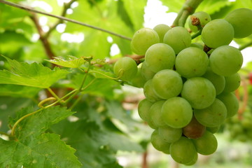 bunch of grapes on the vine