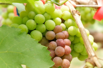 bunch of grapes on the vine