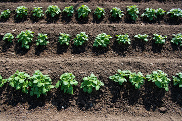 Rows of young potato plants on the field - selective focus