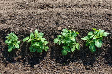Rows of young potato plants on the field - selective focus
